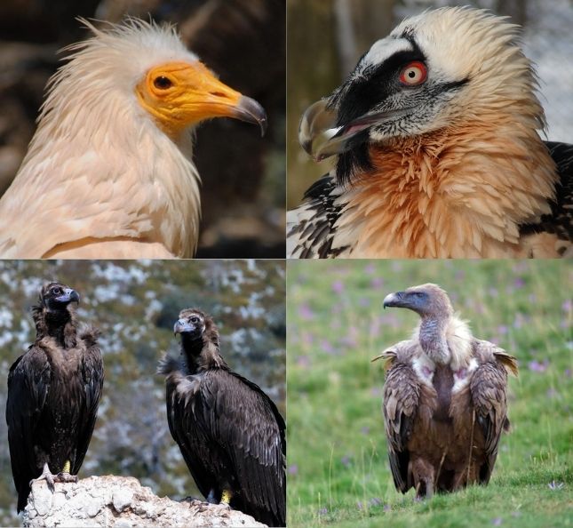 fauna collegats pobla de segur